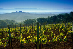 Weinreben im Sonnenlicht, Val d'Orcia, Toskana, Italien, Europa