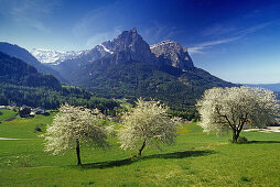 Cherry blossom, view to Monte Sciliar, Dolomite Alps, South Tyrol, Italy