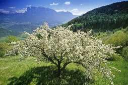 Apple blossom, view to Monte Sciliar, Dolomite Alps, South Tyrol, Italy