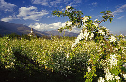 Apfelblüte, Wallfahrtskirche Madonna di Lourdes, Vinschgau, Dolomiten, Südtirol, Italien