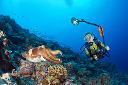 Breitkeulen-Sepie und Taucher, Sepia latimanus, Mikronesien, Palau