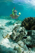 Riesenmuschel und Schnorchlerin, Tridacna Squamosa, Mikronesien, Palau