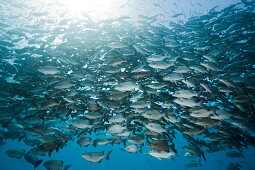 Ruderfische im Schwarm, Kyphosus cinerascens, German Channel Mikronesien, Palau