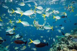 Skin Diving with colorfully Fishes, Micronesia, Palau