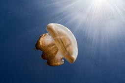 Mastigias Jellyfish in Backlight, Mastigias papua etpisonii, Jellyfish Lake, Micronesia, Palau