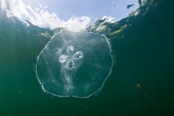 Giant Moon Jellyfish in Jellyfish Lake, Aurita aurita, Jellyfish Lake, Micronesia, Palau