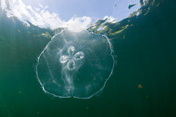 Grosse Ohrenqualle in Quallensee, Aurita aurita, Quallensee Mikronesien, Palau