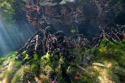 Mangroves in Jellyfish Lake, Jellyfish Lake, Micronesia, Palau