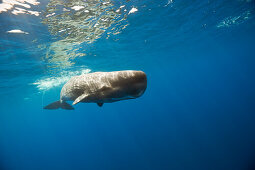 Sperm Whale, Physeter catodon, Lesser Antilles, Caribbean, Dominica