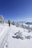 Woman backcountry skiing at Lacherspitze, Mangfall range, Upper Bavaria, Bavaria, Germany