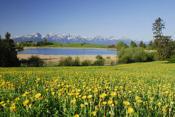 View over meadow with dandelion to mountain lake, Allgaeu, Bavaria, Germany