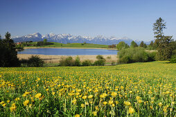 Blick über eine Löwenzahnwiese auf einen Bergsee, Allgäu, Bayern, Deutschland