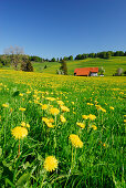 Meadow with dandelion and farm in background, Allgaeu, Bavaria, Germany