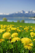 Meadow with dandelion, lake Forggensee in background, Allgaeu, Bavaria, Germany