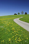 Schmale Straße durch Löwenzahnwiese, Allgäu, Bayern, Deutschland