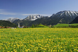 View over meadow with dandelion to Pfronten, Allgaeu, Bavaria, Germany