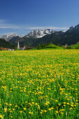 Blick über Löwenzahnwiesen auf Pfronten, Allgäu, Bayern, Deutschland