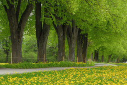 Alley of lime trees in spring, lake Forggensee, Allgaeu, Bavaria, Germany