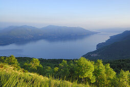 Birch tree at Monte Carza with view towards lake Maggiore, Monte Carza, Cannero, lake Maggiore, Lago Maggiore, Piemont, Italy