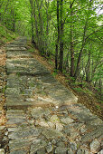 Flagstone path leading through the forest, Intragna, Centovalli, lake Maggiore, Lago Maggiore, Ticino, Switzerland