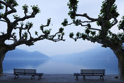 Zwei Bänke unter großen Platanen mit Blick auf Lago Maggiore, Ascona, Lago Maggiore, Tessin, Schweiz