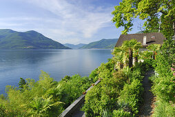 Terrassierter Garten mit Palmen über Lago Maggiore, Ronco sopra Ascona, Lago Maggiore, Tessin, Schweiz