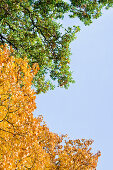 Autumn foliage, Nymphenburg palace park, Munich, Bavaria, Germany