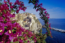 Rotblühender Strauch unter blauem Himmel, Blick auf Manarola, Cinque Terre, Ligurien, Itlienische Riviera, Italien, Europa