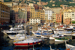 Boote im Hafen vor den Häuser von Camogli, Italienische Riviera, Ligurien, Italien, Europa