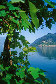 Blick über Weinreben auf den Lago di Lugano unter blauem Himmel, Tessin, Schweiz, Europa