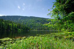 Großer Arbersee, Nationalpark Bayerischer Wald, Niederbayern, Bayern, Deutschland