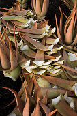 Cut down Aloe vera on a field, Valles de Ortega, Fuerteventura, Canary Islands, Spain, Europe