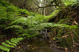 Brook and ferns in the Laurel forest, Anaga mountains, Parque Rural de Anaga, Tenerife, Canary Islands, Spain, Europe