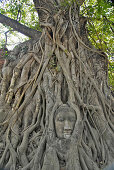 Bhuddas head enclosed by roots, Ayutthaya, Wat Mahatat, Thailand, Asia
