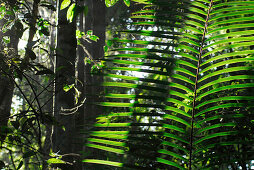 Rattanblätter mit Stacheln im Dschungel, Khao Yai Nationalpark, Provinz Khorat, Thailand, Asien