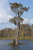 Old cedar trees with spanish moss on the edge of a bayou, Attakapas Landing on Lake Verret, near Pierre Part, Louisiana, USA