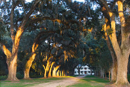A Louisiana dream: an old oak alley leads towards Rosedown Plantation, St. Francisville, Louisiana, USA