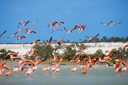 Flamingokolonie am Rio Lagartos, Bundesstaat Yucatan, Halbinsel Yucatan, Mexiko