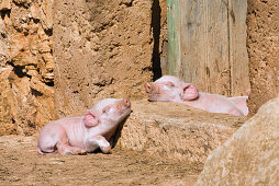 Zwei schlafende Ferkel, Mallorca, Balearen, Spanien, Europa