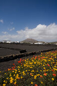 lapilli fields, agriculture, flower meadow, poppies, spring, Caldera Colorada, extict volcan, near Masdache, UNESCO Biosphere Reserve, Lanzarote, Canary Islands, Spain, Europe