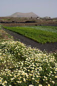 Trockenfeldbau, Lapili-Felder, Blumenwiese im Frühling, erloschener Vulkan, Montana Tinache, bei Tinguaton, UNESCO Biosphärenreservat, Lanzarote, Kanarische Inseln, Spanien, Europa