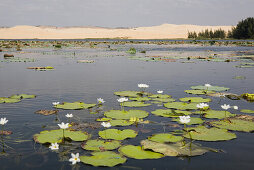 Lake with water lilies in front of sand dunes, Mui Ne, Binh Thuan Province, Vietnam, Asia
