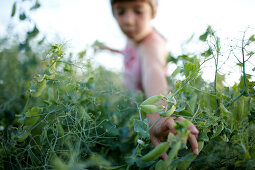 Girl (6-7 years) picking pea pods, Lower Saxony, Germany