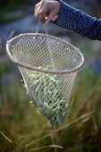 Net with peapods, Lower Saxony, Germany