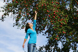 Frau unter einem Apfelbaum, streckt sich nach einem Apfel, Steiermark, Österreich