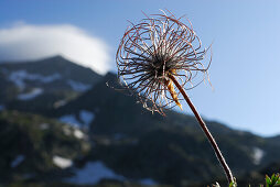 Fruit of alpine anemone, Ahrntal, Zillertal Alps, South Tyrol, Italy