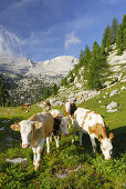 Cattle grazing on alpine pasture, La Varella, Naturpark Fanes-Sennes-Prags, Dolomites, Trentino-Alto Adige/South Tyrol, Italy