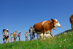 Group of hikers passing pasture with cattle, Bavarian Alps, Upper Bavaria, Bavaria, Germany