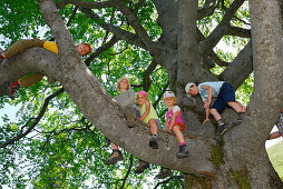 Kinder klettern auf einen Baum, Bayerische Alpen, Oberbayern, Bayern, Deutschland