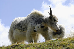 Yak with young animal, Tessin Alps, Canton of Tessin, Switzerland